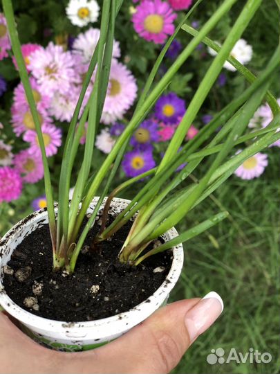 Зефирантес