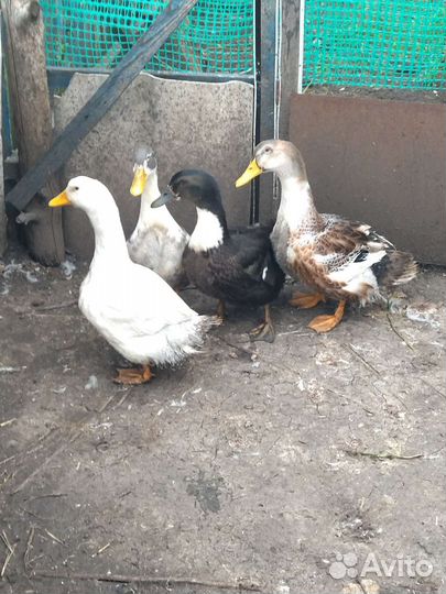 Куры, утки, цыплята