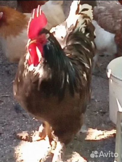 Петух