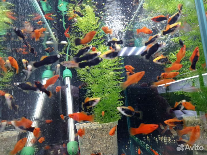 Аквариумные рыбки и растения
