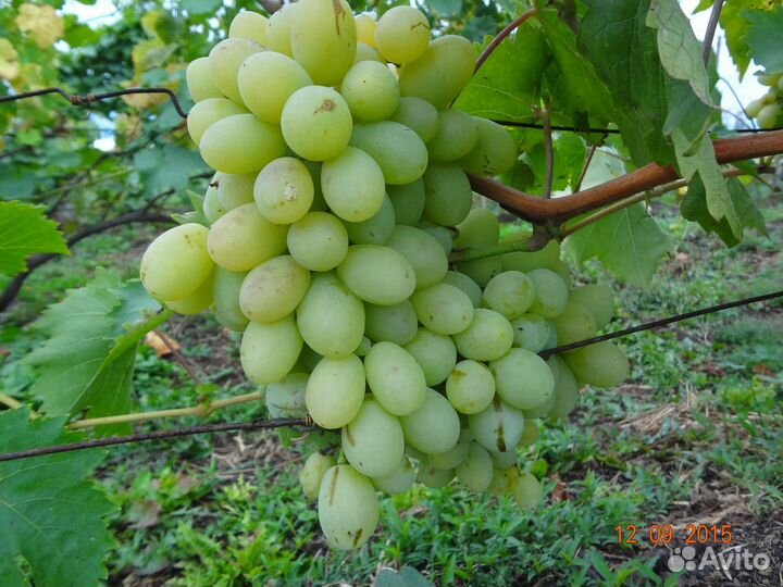 Саженцы винограда столовых и винных сортов