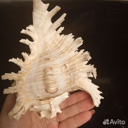Ракушка морская
