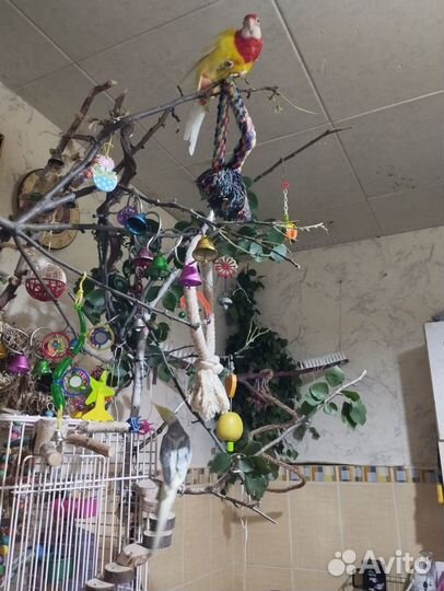 Попугай розелла из питомника (окольцована)