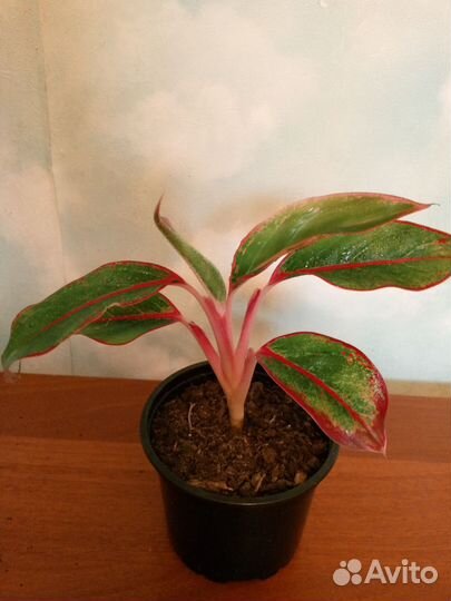 Комнатные цветы