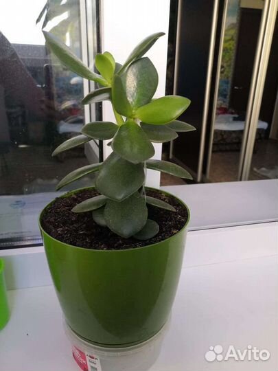 Толстянка, денежное дерево