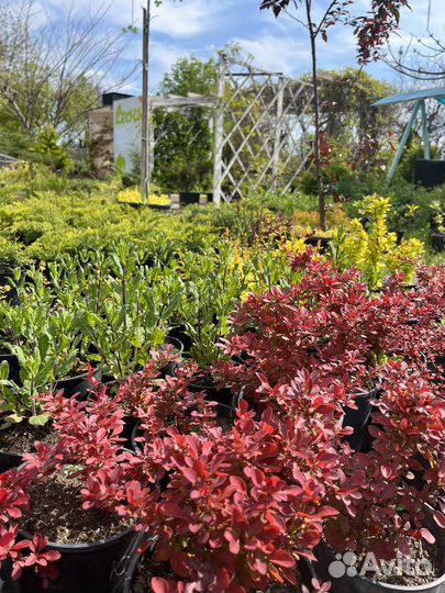 Растения для сада