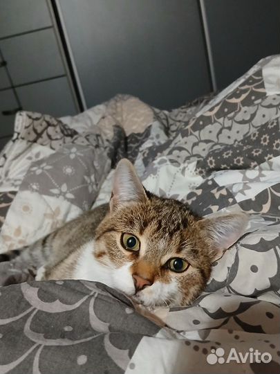 Кошечка-подросток 5 месяцев