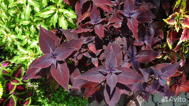 Колеусы,Эсхинантус,Каллизия,Гинура,Вербейник и др