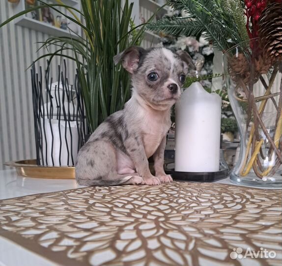 Чихуахуа микро и мини