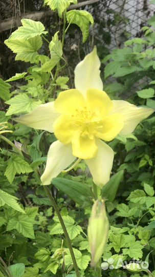 Многолетние Колокольчик скученый Гвоздика