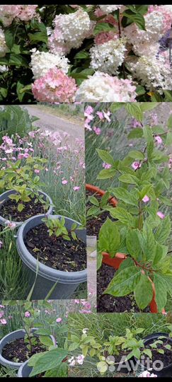 Гортензии метельчатые, крупнолистовые, древовидные