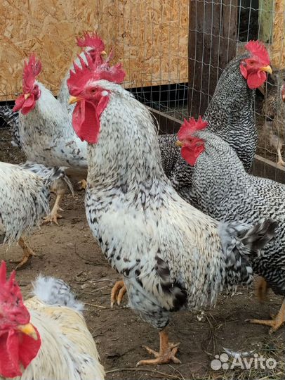 Петухи