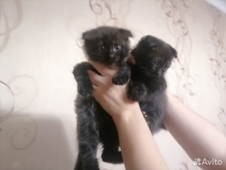 Вислоухие котята