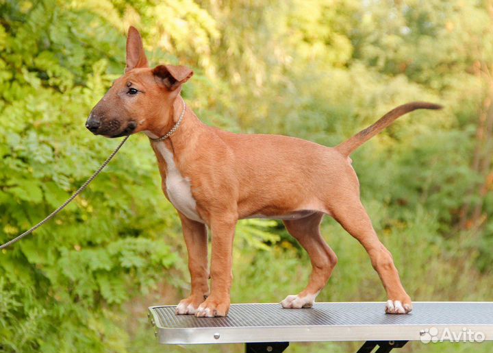 Щенок Бультерьера стандартного