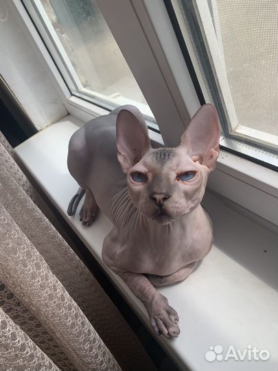 Донской сфинкс