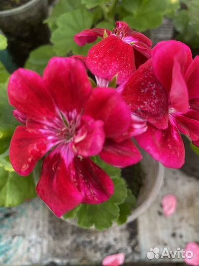 Пеларгония герань