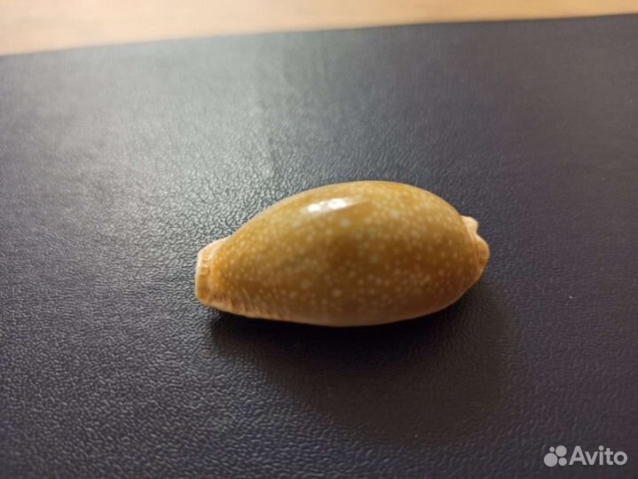 Морская раковина