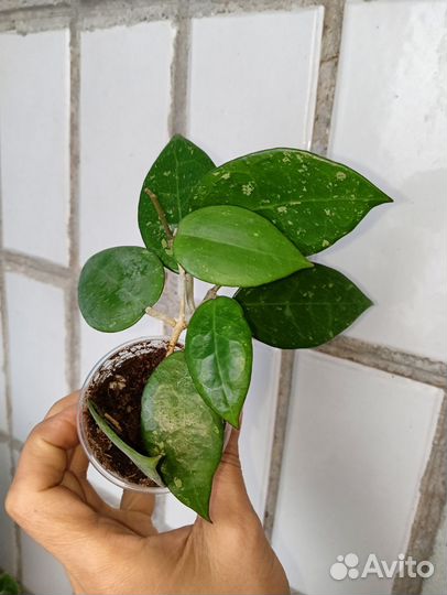 Хойя лакуноза