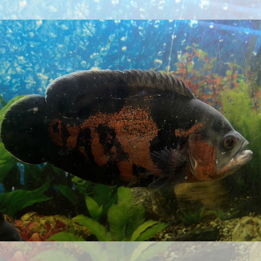 Астронотус (Astronotus ocellatus)