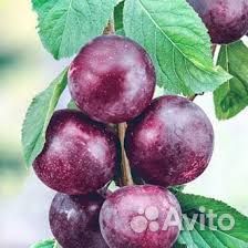 Саженцы ширафуга персик жимолость