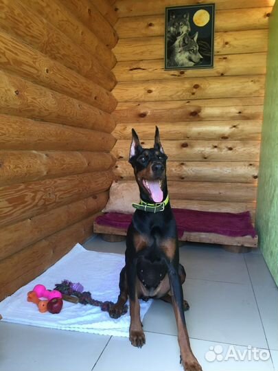 Передержка животных. Зоогостиница