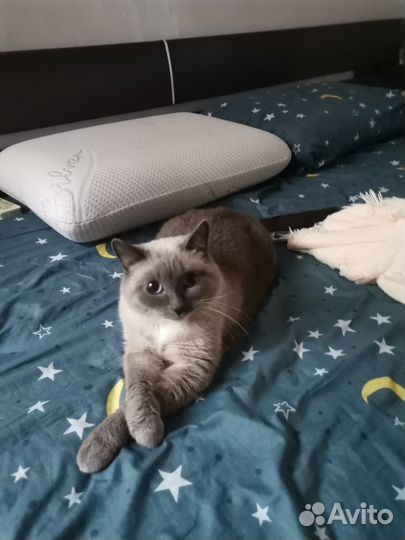 Сиамская кошка