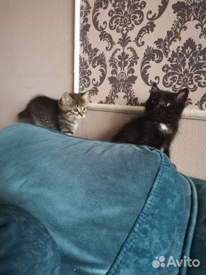 Кошки в добрые руки бесплатно