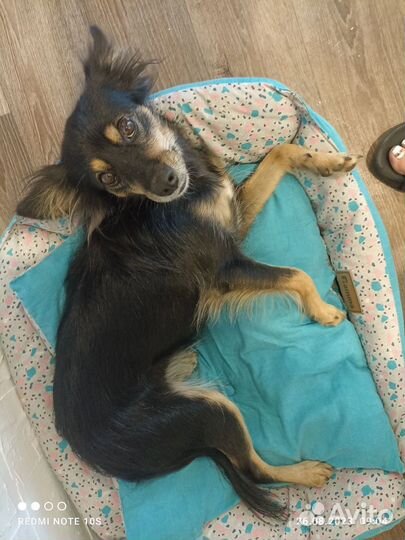 Русский той-терьер в добрые руки