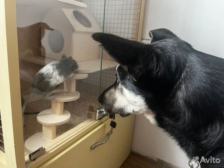 Собака Вуди