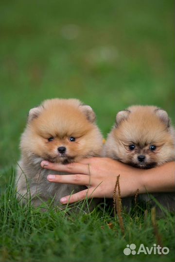 Щенки померанского шпица