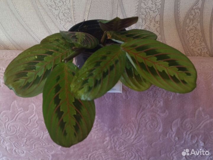 Маранта триколор