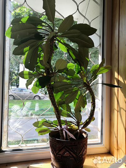 Молочай 2 шт