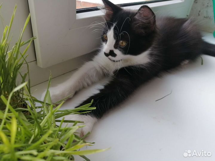 Очаровательные котята