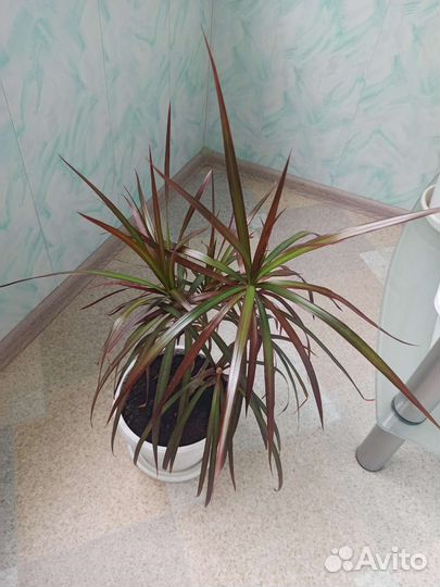 Комнатные цветы драцена