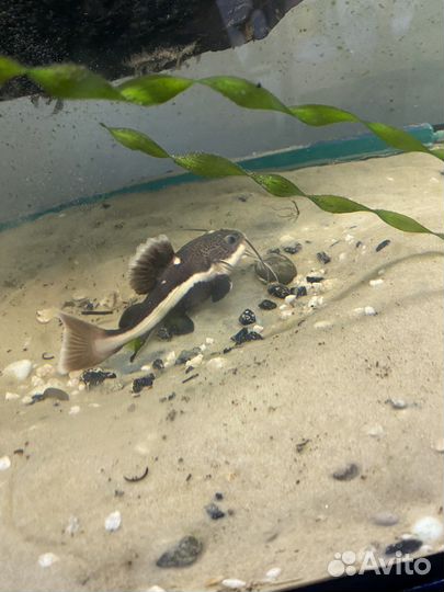 Краснохвостый сом