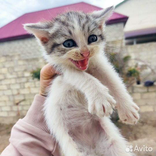Отдам в добрые руки котят