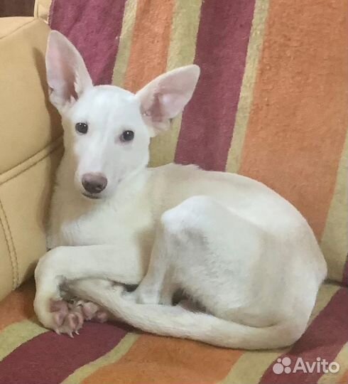 Собачка Снежок ищет дом и хозяина