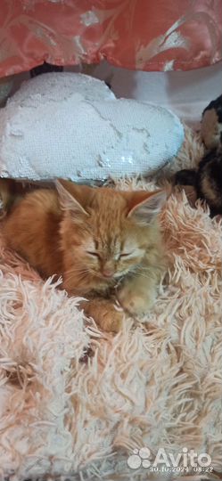 Отдам в добрые руки