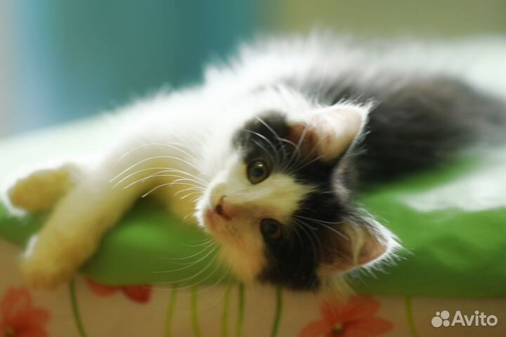 Котенок Нюша в добрые руки