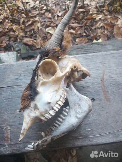 Черепа козьи с рогами