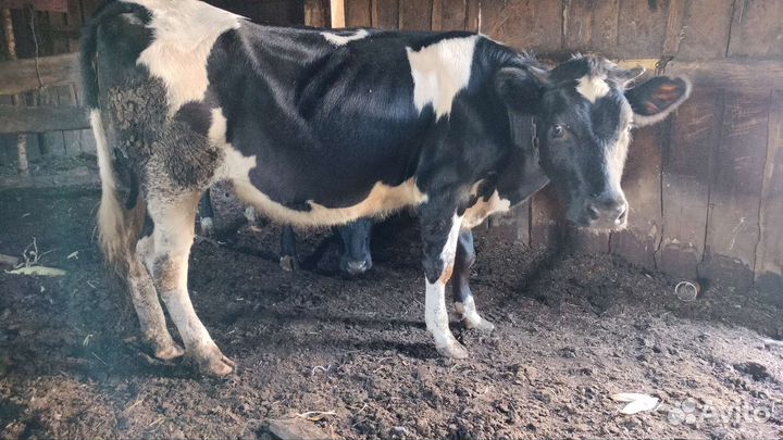 Бычки телачки