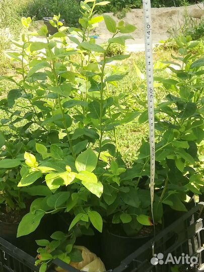 Саженцы голубики 2х 7 летки