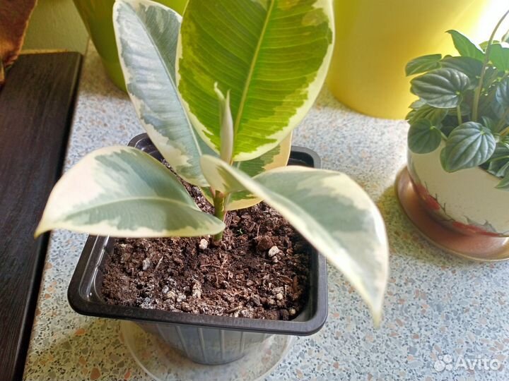 Фикус эластика тинеке