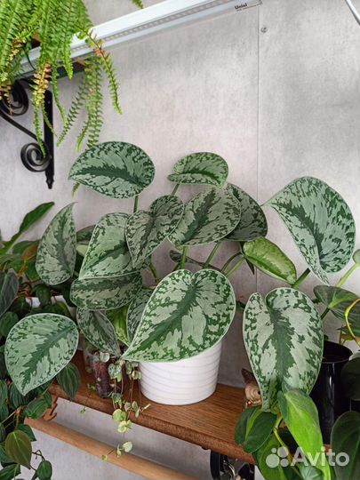 Сциндапсус Экзотика