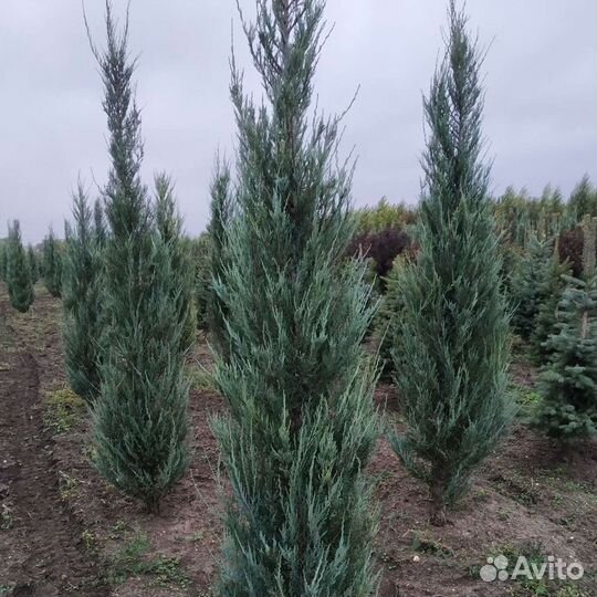 Можжевельник блю эрроу