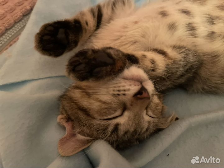 Котёнок полосатик в добрые руки