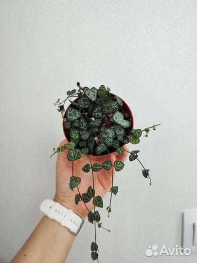 Церопегия Вуда