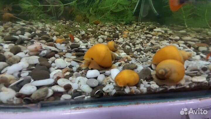 Ампулярия улитка