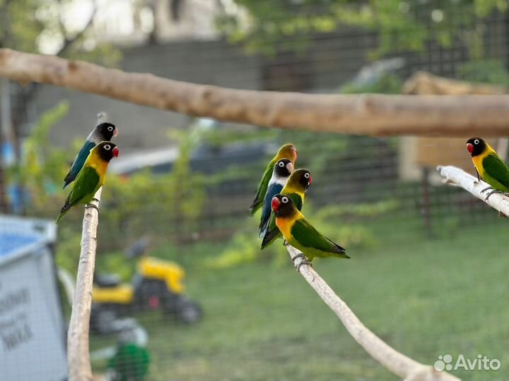 Попугай неразлучники