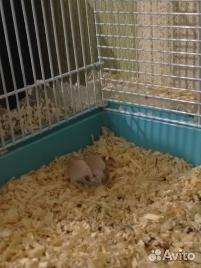 Песчнки в добрые руки